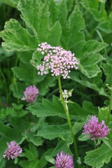 Pimpinella major