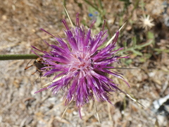 Centaurea spruneri