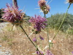 Centaurea spruneri
