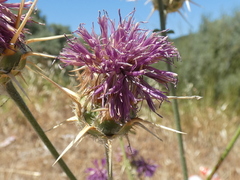 Centaurea spruneri