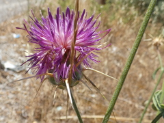 Centaurea spruneri