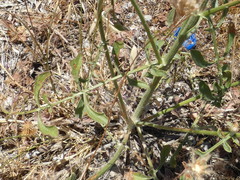 Centaurea spruneri