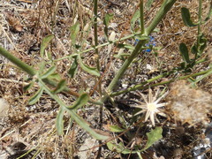Centaurea spruneri