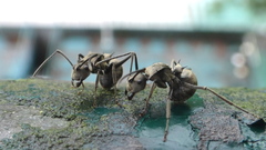 Polyrhachis illaudata