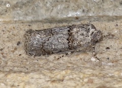 Sympistis perscripta