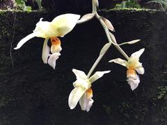 Stanhopea ruckeri