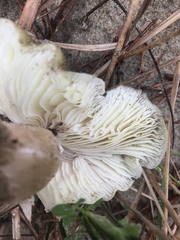 Tricholoma aestuans