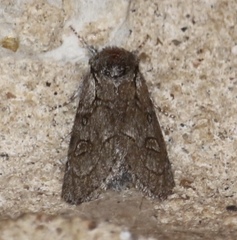 Acronicta tota