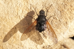 Satyramoeba hetrusca