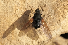 Satyramoeba hetrusca
