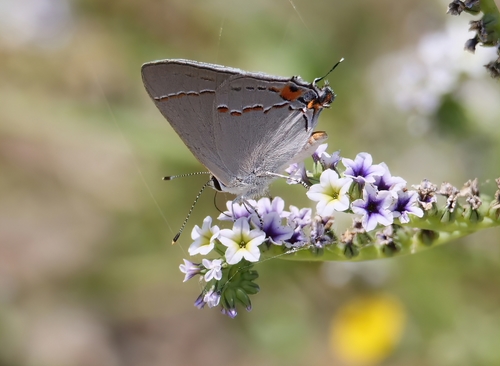 iNaturalist observation photo of alkali heliotrope
