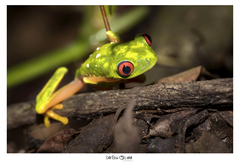 Agalychnis taylori