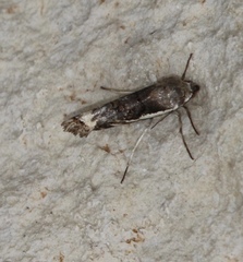 Tarache augustipennis