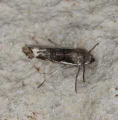 Tarache augustipennis