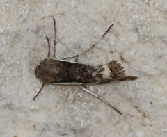 Tarache augustipennis