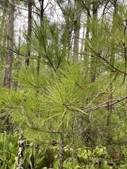 Pinus serotina