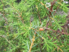 Juniperus