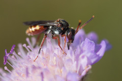 Nomada armata
