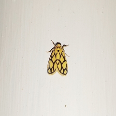 Miltochrista conjunctana