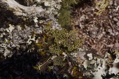 Pseudocyphellaria hawaiiensis