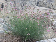 Centranthus angustifolius