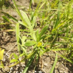 Melampodium sericeum