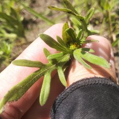 Melampodium sericeum