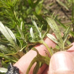 Melampodium sericeum