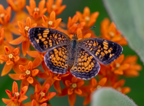 Pearl Crescent, Juniata County, PA, USA, photo 6 of 10