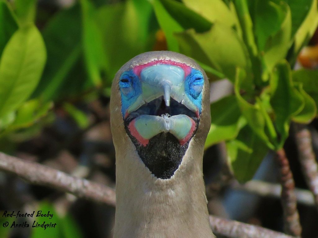 Red-footed Booby