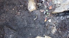 Hydromantes platycephalus