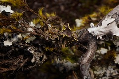 Pseudocyphellaria hawaiiensis