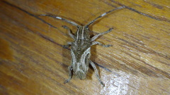 Pterolophia lateralis