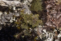 Pseudocyphellaria hawaiiensis