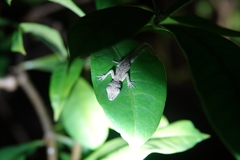 Anolis aeneus