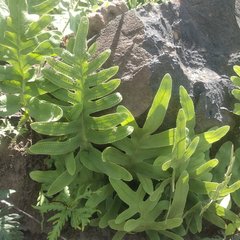 Phlebodium araneosum