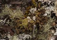 Pseudocyphellaria hawaiiensis