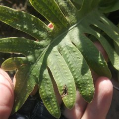 Phlebodium araneosum