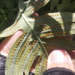 Phlebodium araneosum