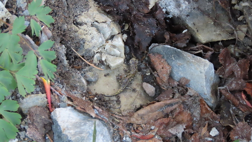 iNaturalist observation photo of Mount Lyell Salamander