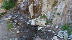 Hydromantes platycephalus