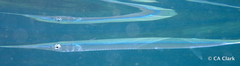 Platybelone argalus