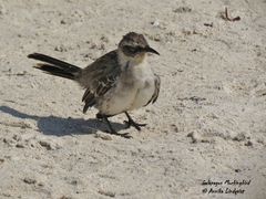 Mimus parvulus bauri