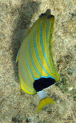 Chaetodon fremblii