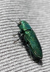 Chrysophana placida