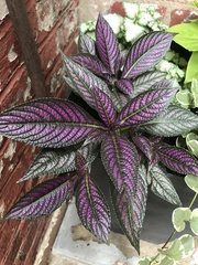 Strobilanthes auriculata dyeriana