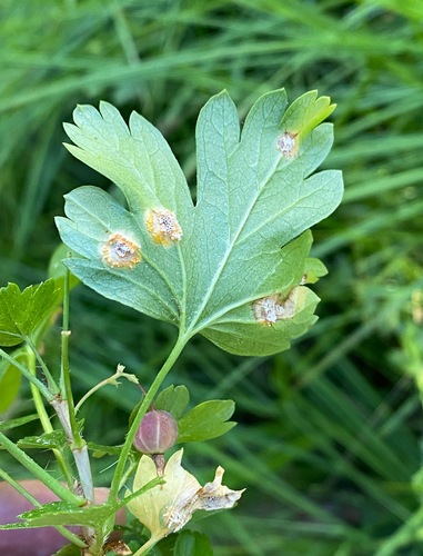 iNaturalist observation photo of Melampsora