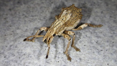 Episomus chinensis