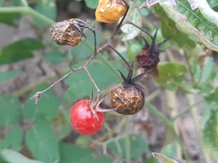 Solanum pimpinellifolium