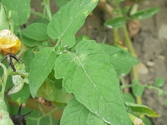 Solanum pimpinellifolium